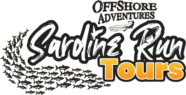 Offshore Adventures Sardine Run Tours